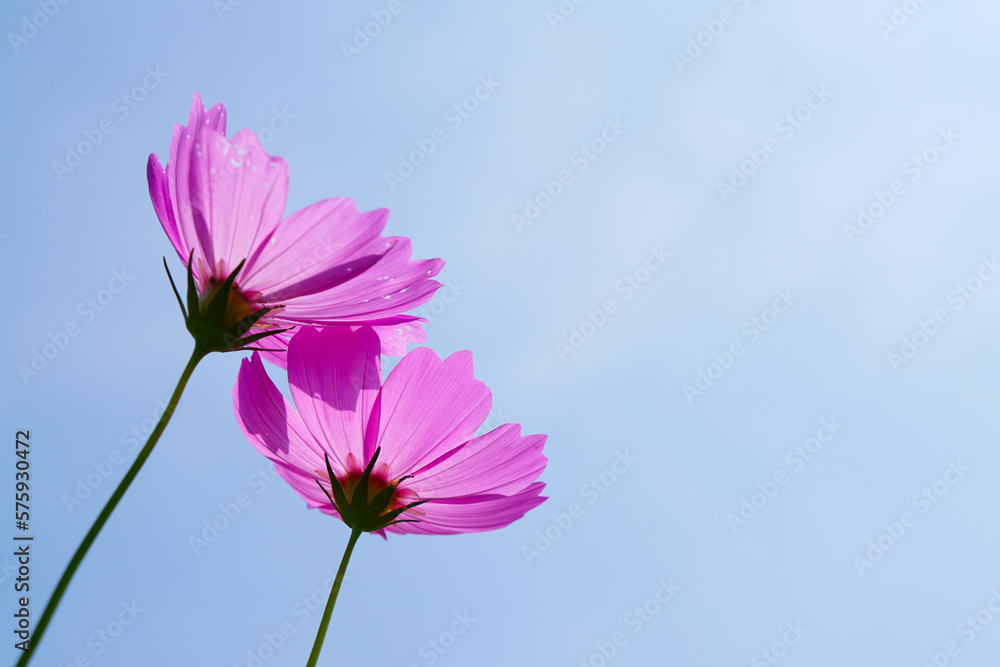 Close up of pink cosmos flower blooming uprisen angle to the blue sky with copy space Close up of pink cosmos flower blooming uprisen angle to the blue sky with copy space