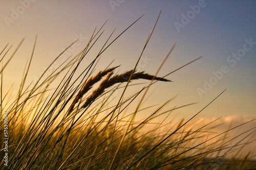 Grass on a dune on the coast at sunset. Nature photo during a hike on the Baltic Sea