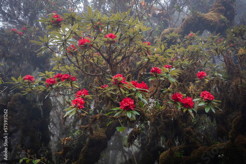 Beautiful group of Azalea Rhododendron flowers in fresh nature with fog in the forest at the top of Doi Inthanon National Park Mountain the highest peak and coldest in Chiang Mai, Thailand. photo