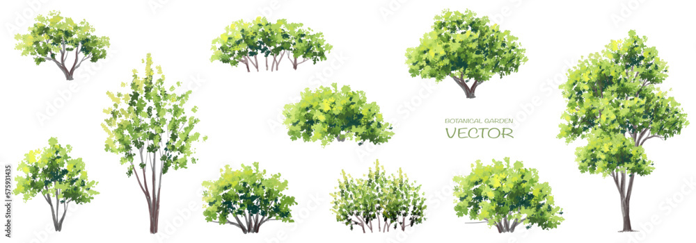 Vector watercolor of green tree side view isolated on white background for landscape  and architecture drawing, elements for environment and garden, painting botanical for section and elevation  - obrazy, fototapety, plakaty 