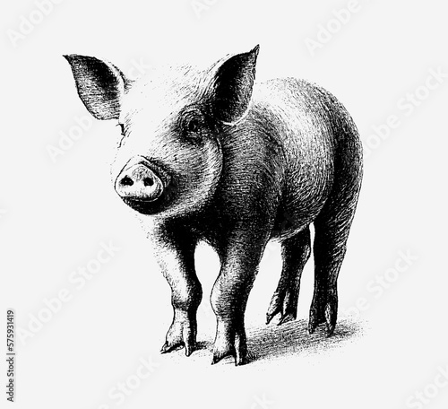 Little cute pink pig is drawn with a pencil isolated on a white background. Engraved drawing. Black and white style. Boar, pig, piglet, male. In full growth. Doodle. Vector illustration