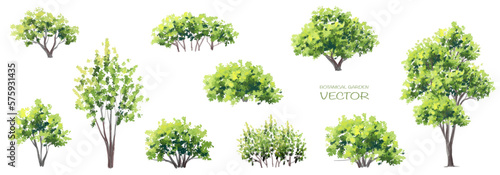 Fotografering Vector watercolor of green tree side view isolated on white background for lands