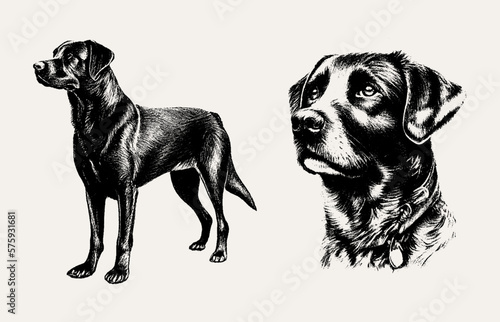 The dog is drawn with a pencil on an isolated background. Engraved drawing. Labrador Retriever. Black and white style. Ideal for postcard, book, poster, banner. Vector illustration