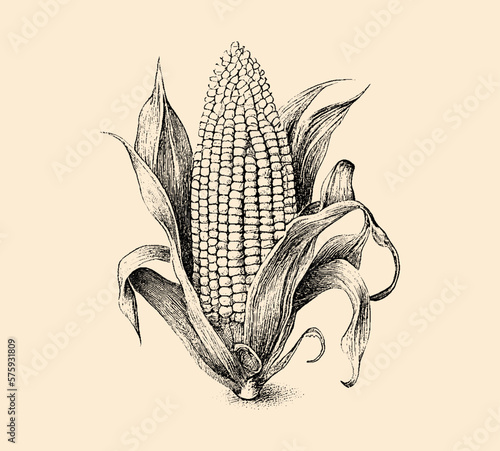 Ear of corn. Engraved drawing. Hand drawn for your design, drawn in black ink on an isolated background. Black and white style. Sketch. Ideal for postcard, book, poster, banner. Vector illustration