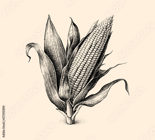 Ear of corn. Drawn in pencil isolated on background. Beautiful corn with leaves. Engraved drawing. Black and white style. Ideal for postcard, book, poster, banner. Doodle. Vector illustration