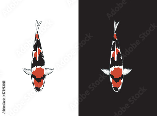 showa koi fish vector illustration photo