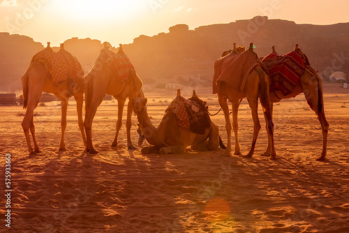Jordan, camels caravan rests in majestic Wadi Rum desert, landscape with sandstone mountain rock at sunset