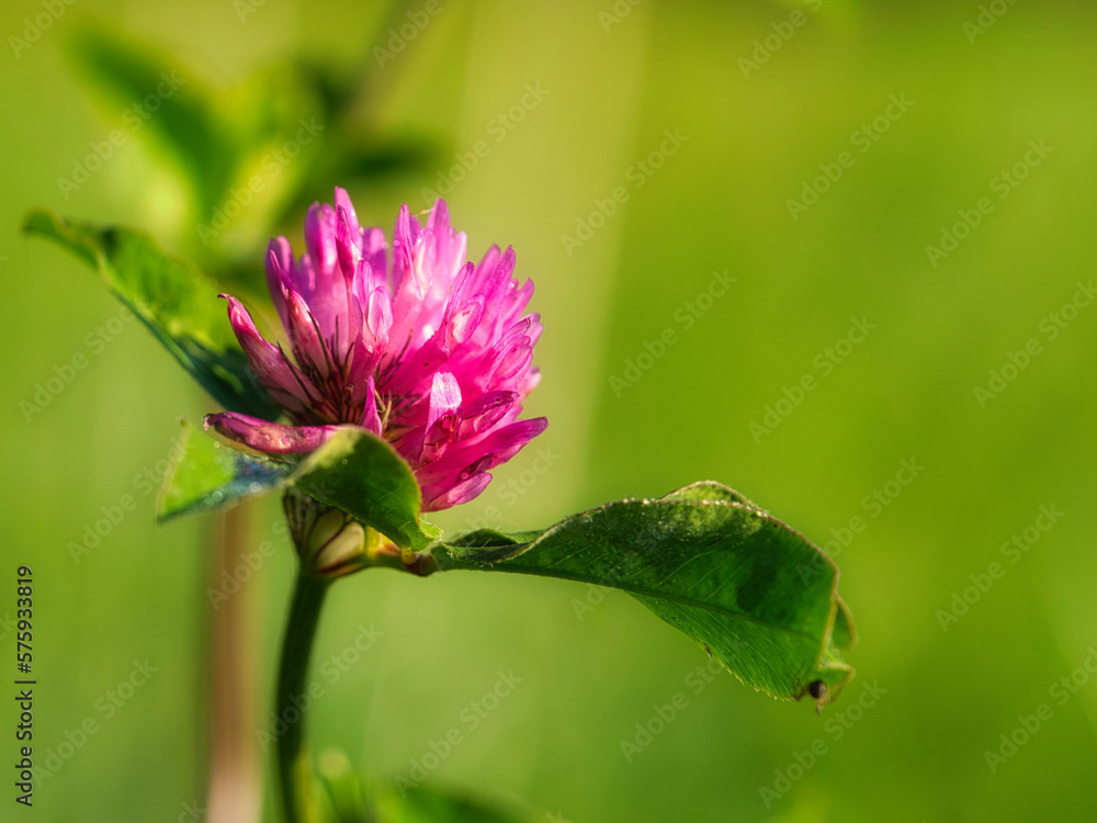 purple clover flower with green leaves on a meadow. Medicinal plant from nature purple clover flower with green leaves on a meadow. Medicinal plant from nature