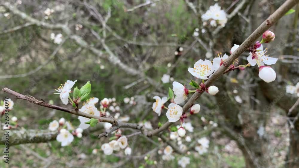Blooming cherry branch in spring in bloom. Blooming cherry branch in spring in bloom.