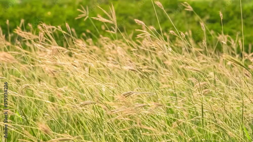 Flowers grass on field at sunset time.Slow motion footage. Flowers grass on field at sunset time.Slow motion footage.