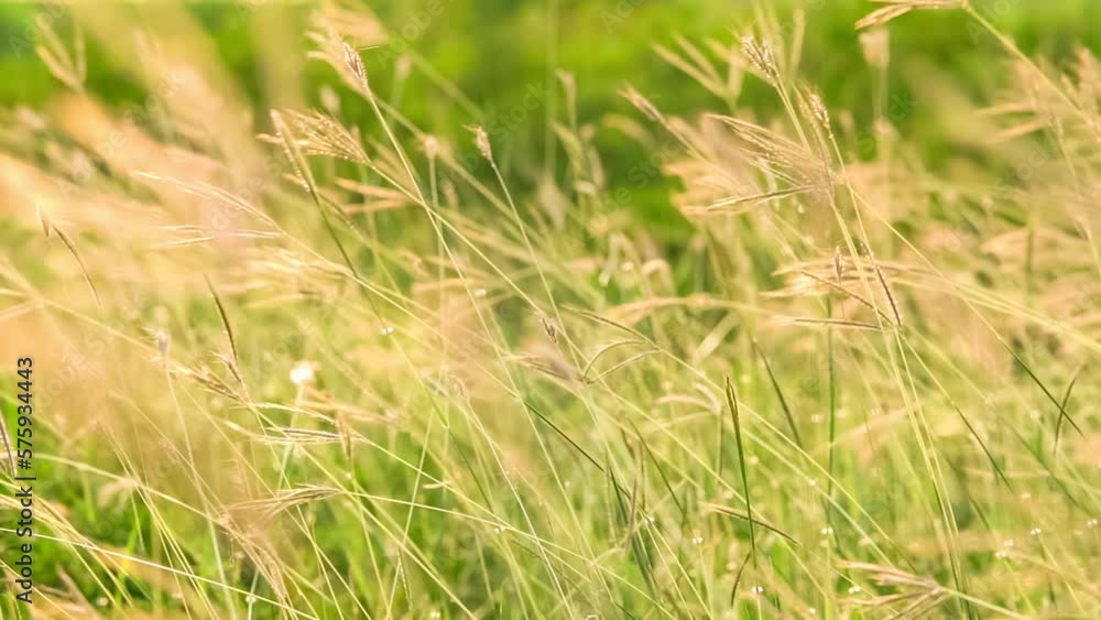 Flowers grass on field at sunset time.Slow motion footage. Flowers grass on field at sunset time.Slow motion footage.