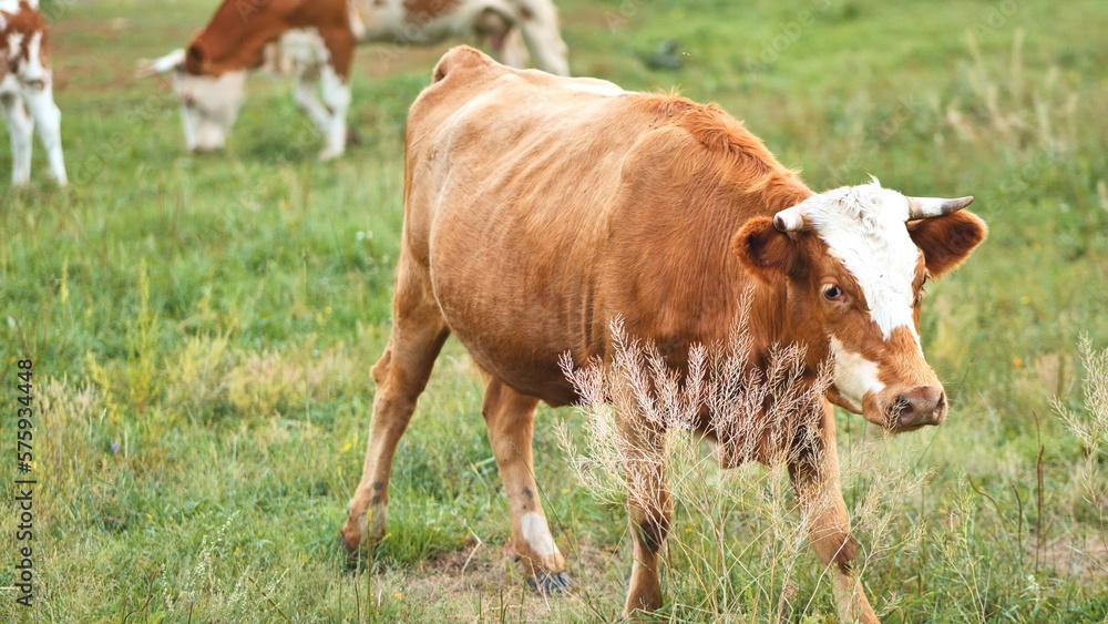 Fototapeta premium Red cows grazing in a pasture on a cloudy day.