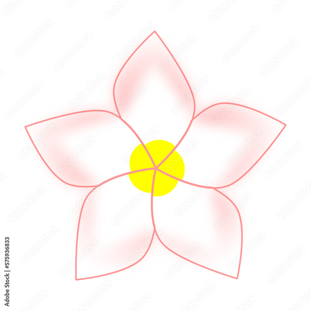 Fototapeta premium Frangipani or Plumeria Flower