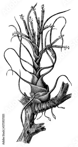 Fototapeta Naklejka Na Ścianę i Meble -  A tropical plant Tillandsia bulbosa. Publication of the book 