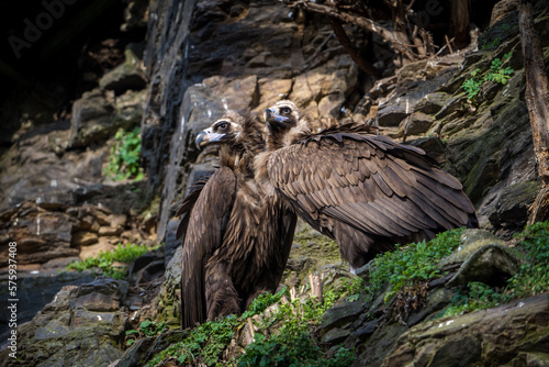 brown vulture on a rock