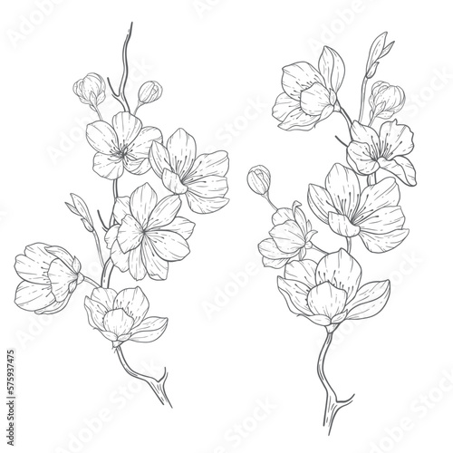 Floral Line Art, Sakura Flower Outline Illustration Set. Hand Painted Doodle Flowers. Perfect for wedding invitations, bridal shower and floral greeting cards. Black and white stencil flowers isolated