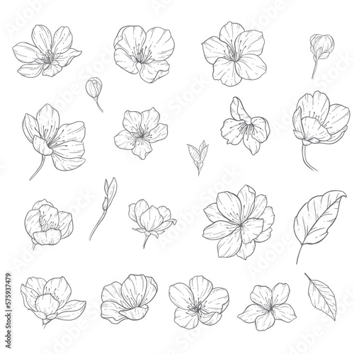 Sakura Line Art, Fine Line Cherry Blossom Hand Drawn Illustration. Botanical Coloring Page