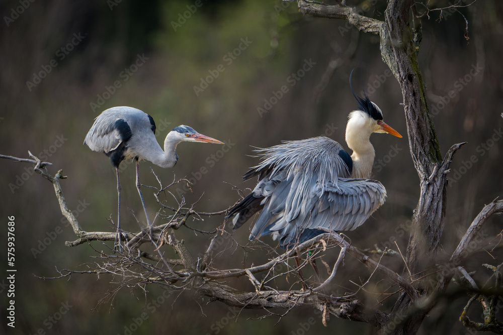 Fototapeta premium gray heron on a tree in spring
