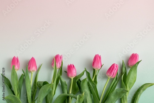 Fototapeta Naklejka Na Ścianę i Meble -  Pink tulip flowers on bright blue pink background. Minimal spring composition. Creative nature concept. Flat lay.