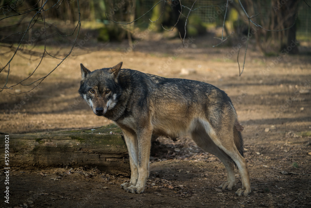 Eurasian wolf portrait in nature