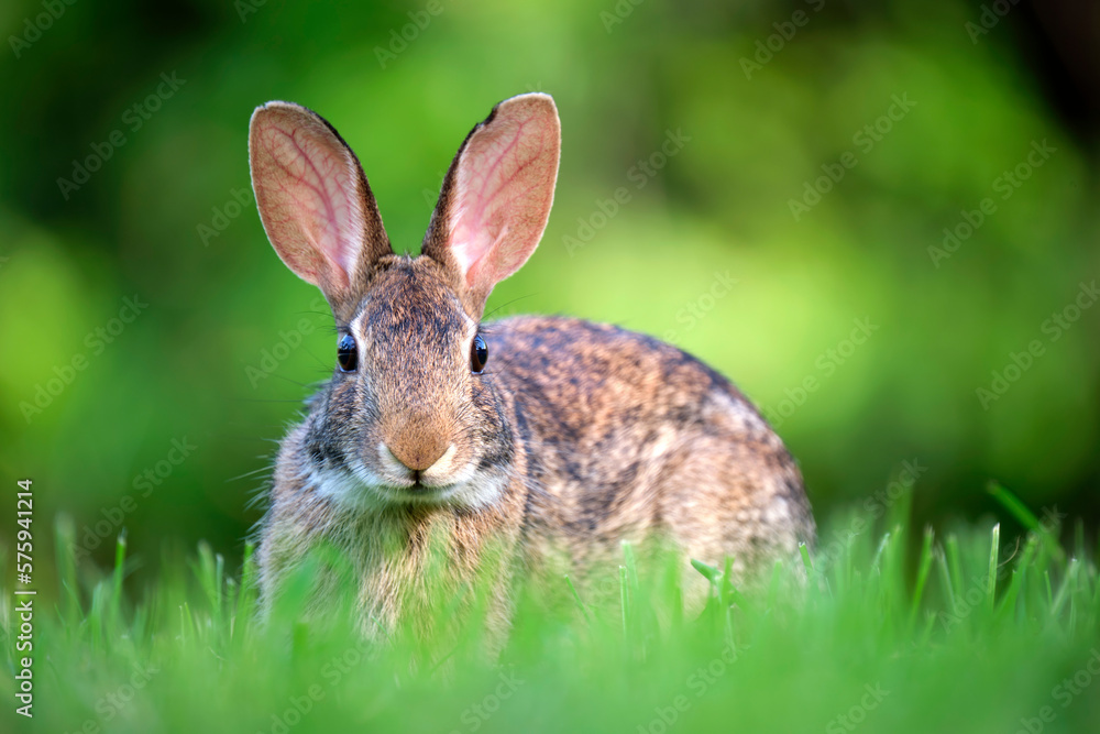 Grey small hare eating grass on summer field. Wild rabbit in nature Grey small hare eating grass on summer field. Wild rabbit in nature