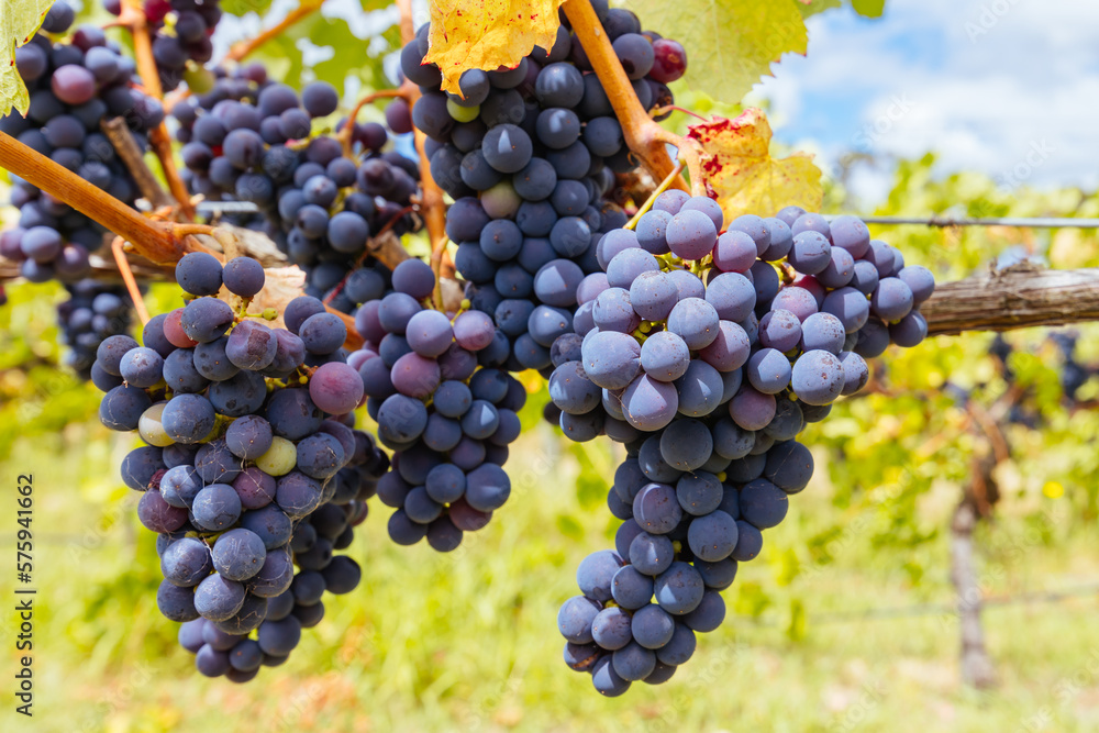 Fototapeta premium Yarra Valley Grape Vines in Australia