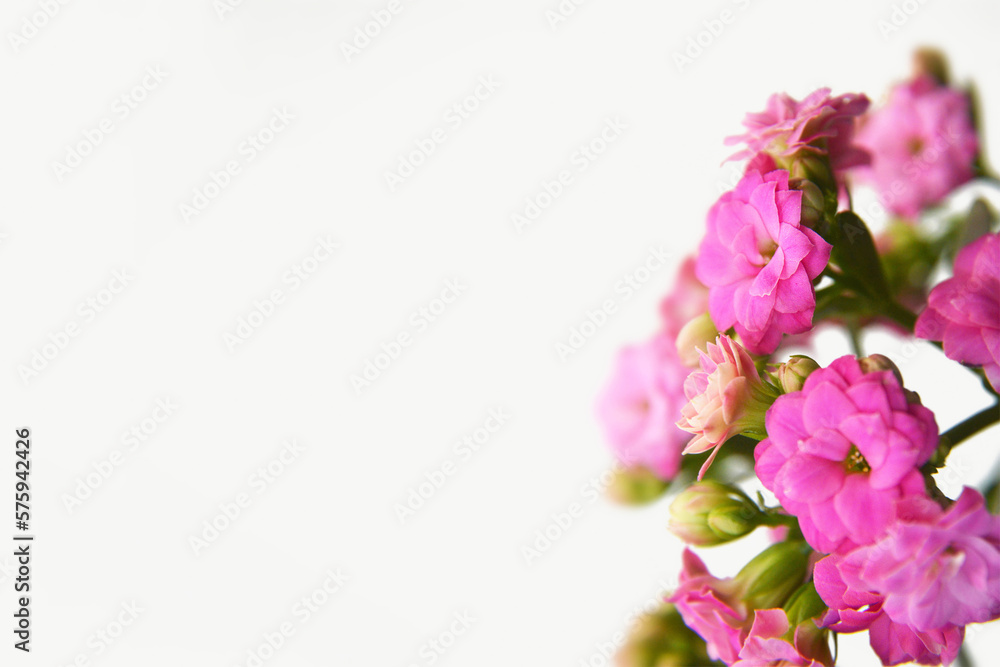 Womens Day, Mothers Day or Anniversary card with pink kalanchoe flowers. Floral background with copy space.