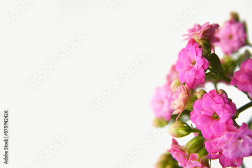 Womens Day  Mothers Day or Anniversary card with pink kalanchoe flowers. Floral background with copy space.
