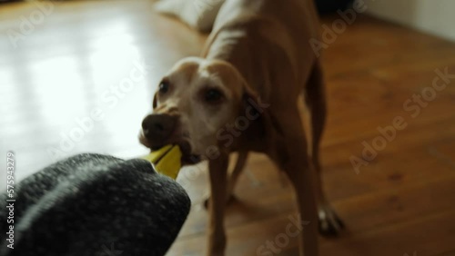 An old gray-haired dog of the hunting breed Vizsla is playing at home with his master trying to take away his favorite toy from him. The dog pulls clothes with his teeth. High quality 4k footage photo