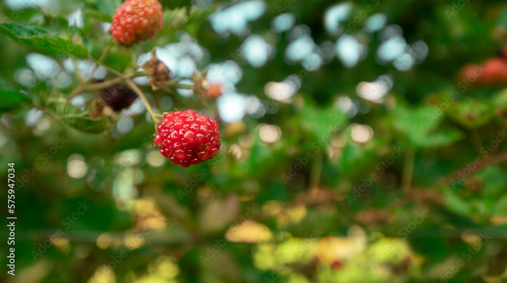 Red and ripe blackberry fruits hanging from the plant in the foreground against background of defocused leaves on a sunny day Red and ripe blackberry fruits hanging from the plant in the foreground against background of defocused leaves on a sunny day