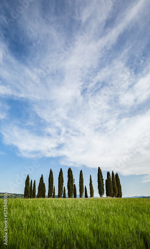 Landscape in San Quirico d Orcia  Tuscany  Italy. Tuscany cypresses.