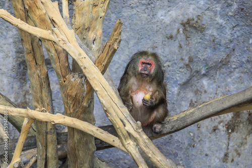 Young Stump-tailed Macaque, also called the Bear Macaque, near the tree in Thailand photo