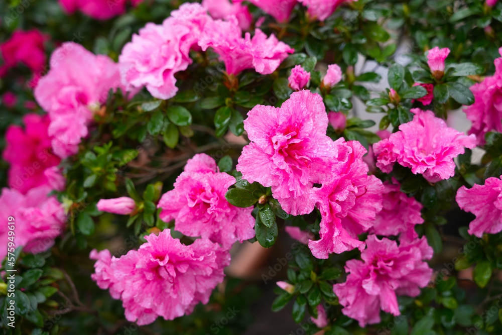 Blooming rhododendron close-up. Pink flowers of the plant.
Blooming rhododendron close-up. Pink flowers of the plant.