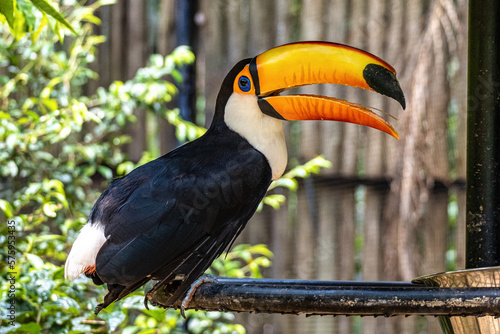 Toco toucan at the Bird Park Parque Das Aves in Foz do Iguacu, near the famous Iguacu Falls in Brazil.