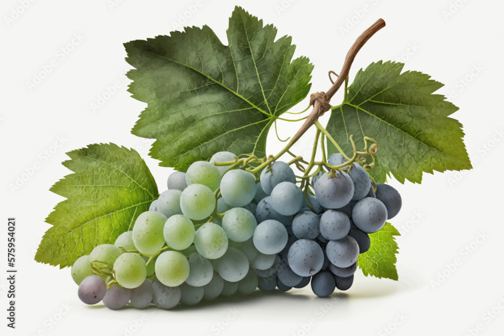 Obraz premium A bunch of grapes photoreal illustration on white background can easily be isolated vector