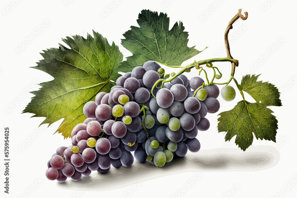 A bunch of grapes photoreal illustration on white background can easily be isolated vector A bunch of grapes photoreal illustration on white background can easily be isolated vector