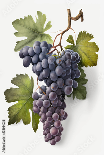 A bunch of grapes photoreal illustration on white background can easily be isolated vector