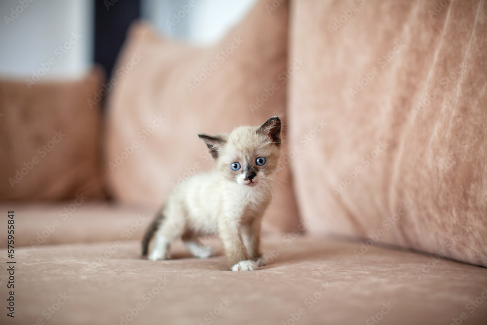 Kitten on the sofa Kitten on the sofa