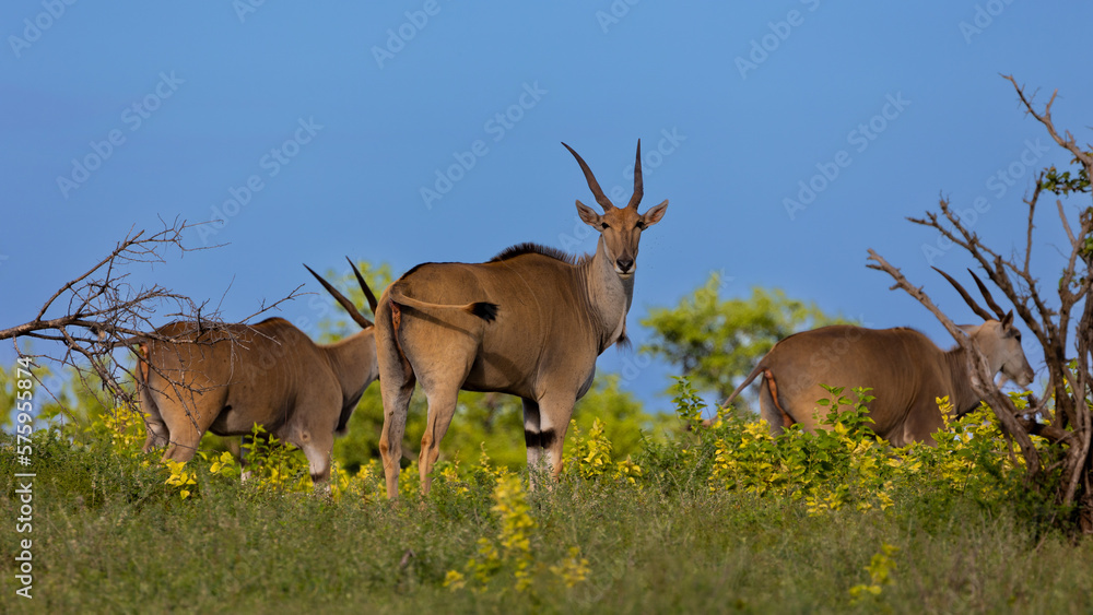 a herd of eland with a blue sky background a herd of eland with a blue sky background