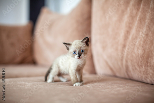 Kitten on the sofa