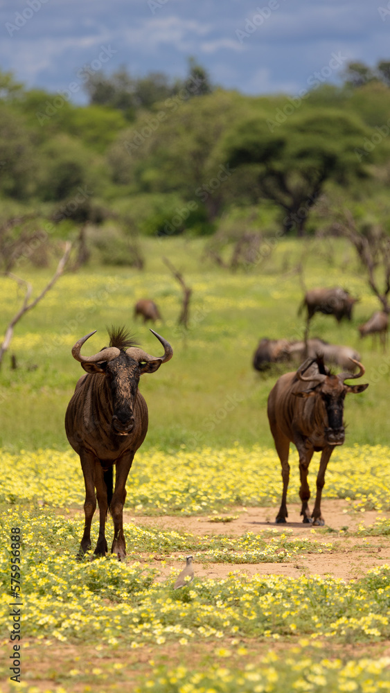 a herd of blue wildebeest in a field of devil thorn flowers a herd of blue wildebeest in a field of devil thorn flowers