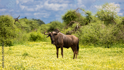 a blue wildebeest bull in a field of yellow flowers