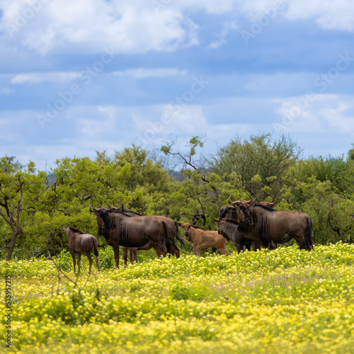 a herd of blue wildebeest in a field of devil thorn flowers