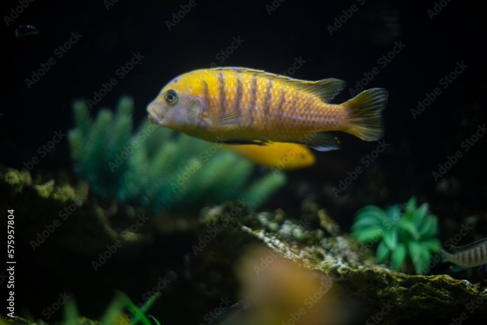 Goldfish in water. Flora and fauna in aquarium. Fish swim in sea. Goldfish in water. Flora and fauna in aquarium. Fish swim in sea.
