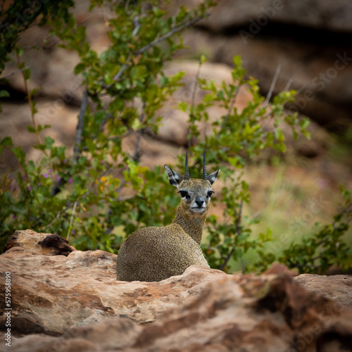 a klipspringer resting on the rocks
