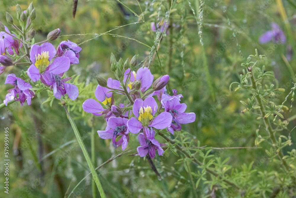 purple flower in the wild purple flower in the wild