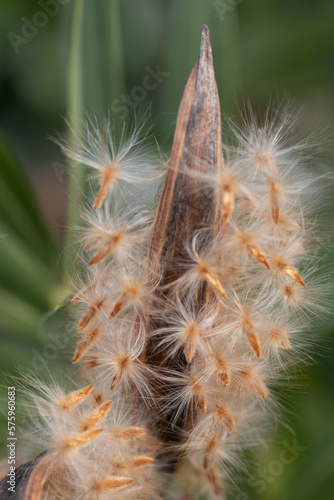 Spring flowers, seeds and buds.   Oleander seeds