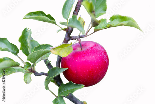 red apple on a branch on a white background