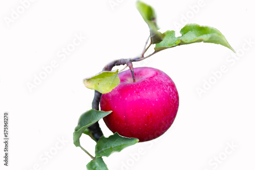 red apple on a branch on a white background