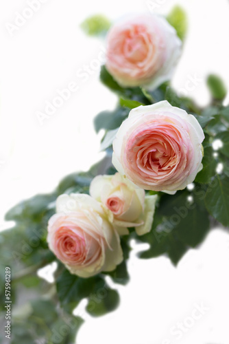 rose bush on a white background